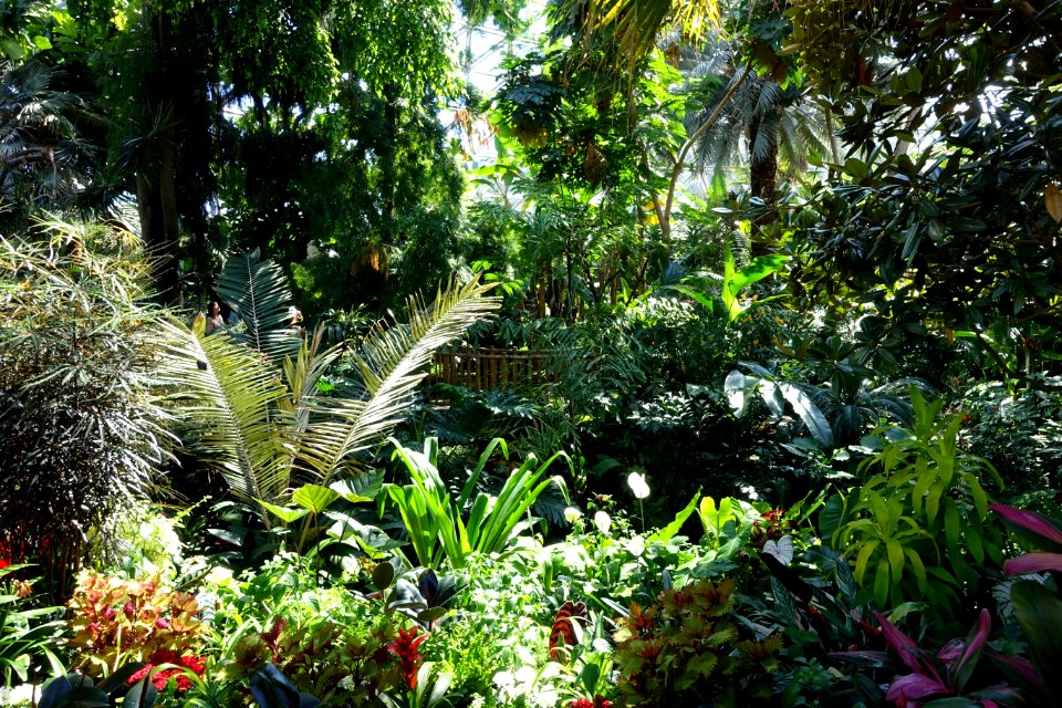 Bloedel Floral Conservatory, Queen Elizabeth Park - Vancouver, Canada - DSC07556