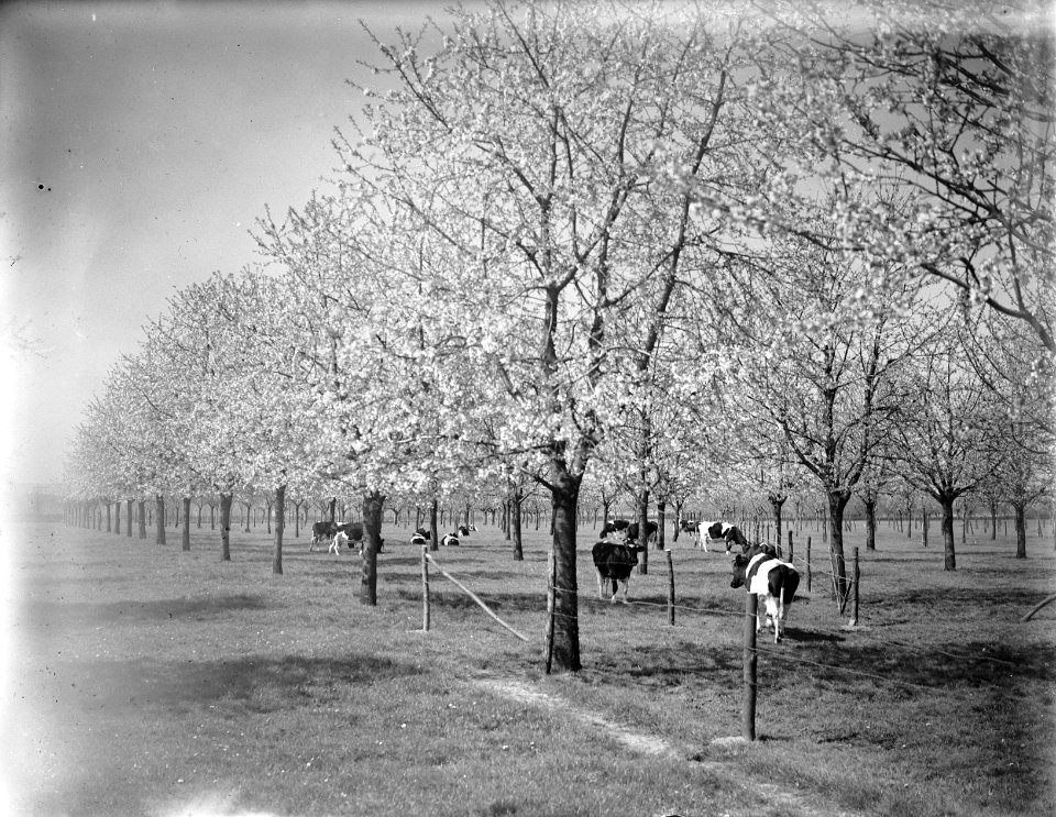Bloeiende boomgaarden in Limburg, Bestanddeelnr 902-6820