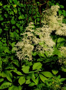Bloeiende astilbe in de Millinger Theetuin
