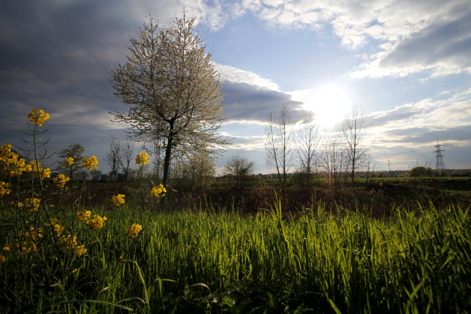 Flower tree rhine valley
