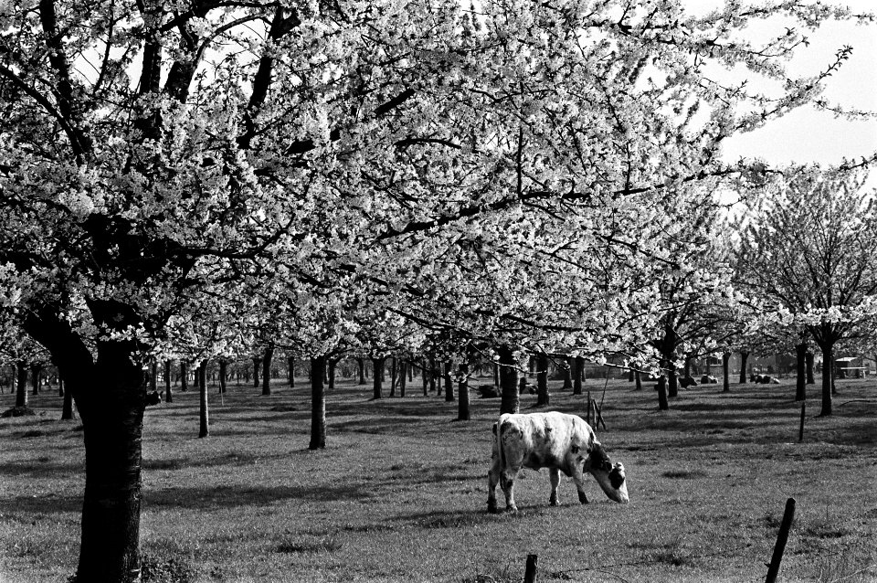 Bloeiende appelbomen in Betuwe, Bestanddeelnr 931-4360