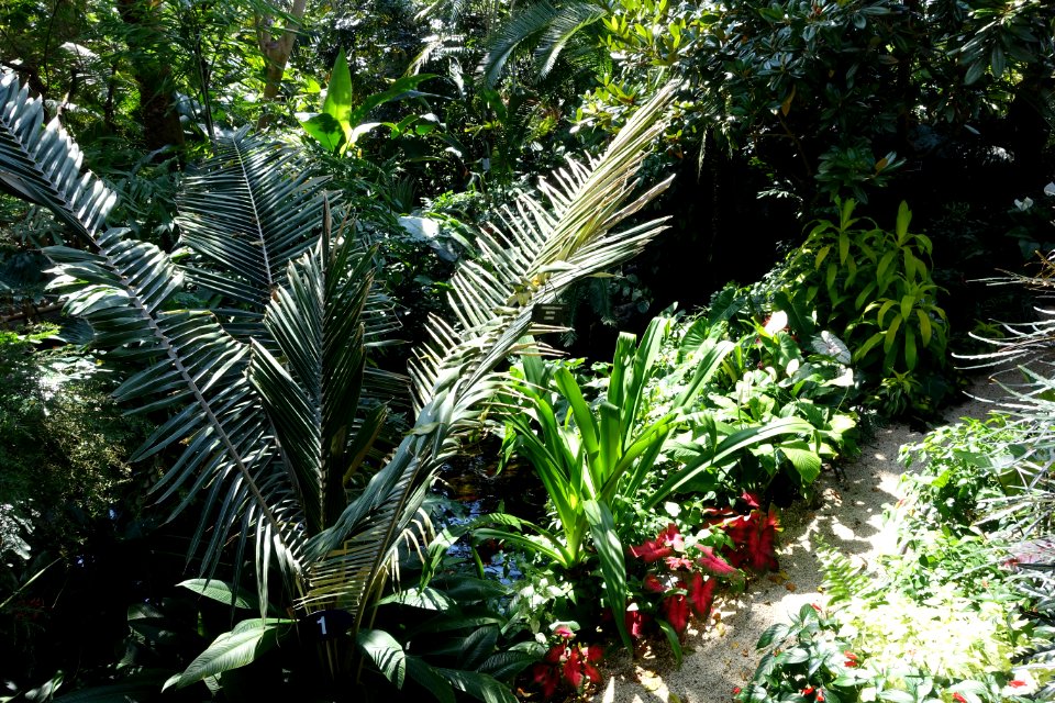 Bloedel Floral Conservatory, Queen Elizabeth Park - Vancouver, Canada - DSC07476