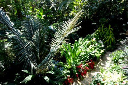 Bloedel Floral Conservatory, Queen Elizabeth Park - Vancouver, Canada - DSC07476