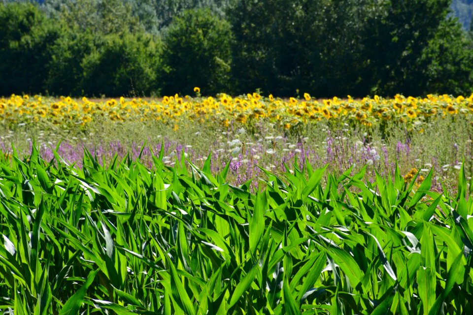 Nature tuscany campaign