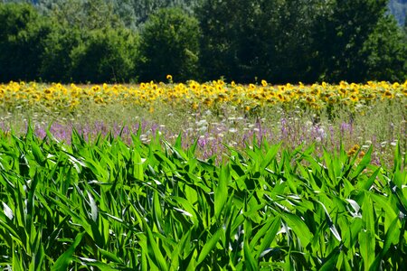 Nature tuscany campaign