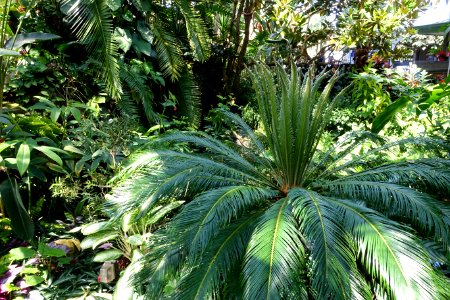 Bloedel Floral Conservatory, Queen Elizabeth Park - Vancouver, Canada - DSC07502