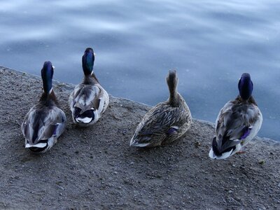 Duck backs duckies duck