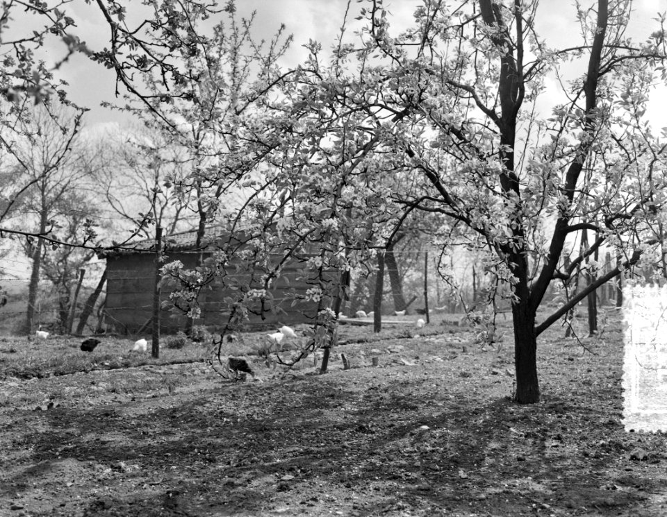 Bloeiende Betuwe, Bestanddeelnr 907-1131