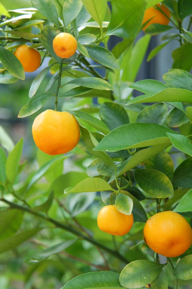 Citrus fruits bush citrus tree