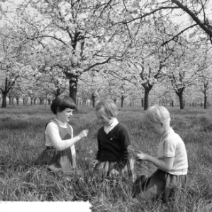 Bloeiende bloesems in de Betuwe, Bestanddeelnr 912-3357