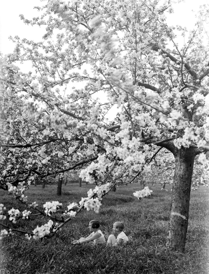 Bloeiende fruitboom in de Betuwe met van der Polls stiefdochters Hans en Renée, Bestanddeelnr 189-1392