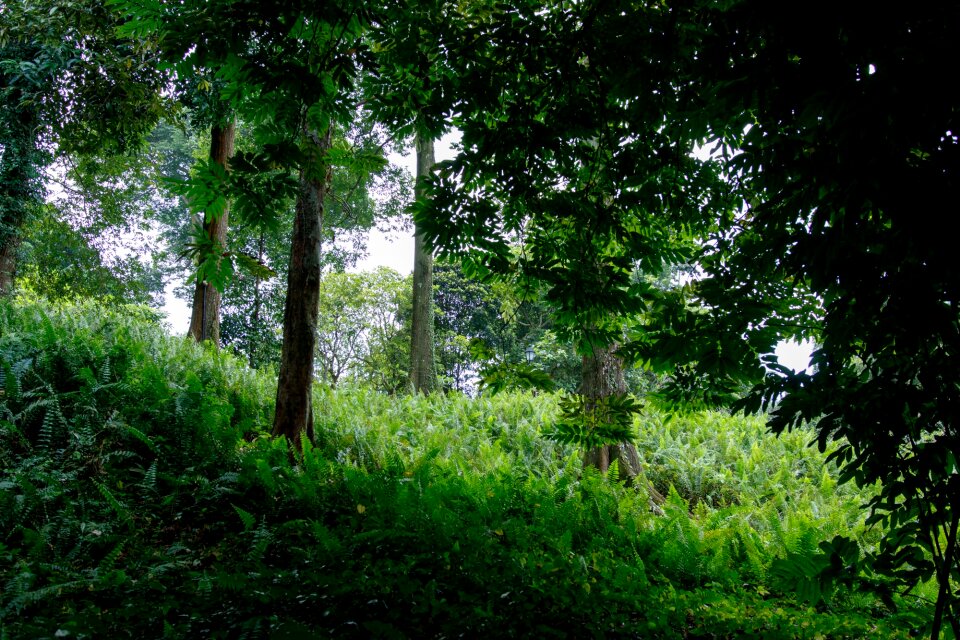Grass forest foliage