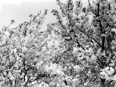 Bloeiende fruitboom in de Betuwe, Bestanddeelnr 189-1390