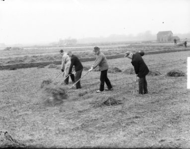 Bloembollenkwekers nemen winterdek weg, Bestanddeelnr 904-4341
