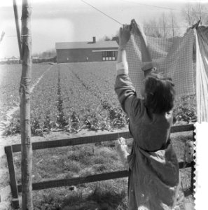 Bloeiende bollenvelden, Bestanddeelnr 910-2920