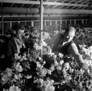 Bloemen in Aalsmeer, Bestanddeelnr 901-3323