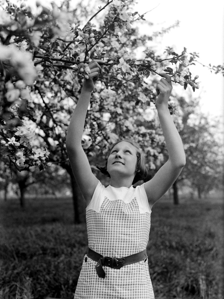 Bloeiende fruitboom in de Betuwe met Van der Polls stiefdochter Hans, Bestanddeelnr 189-1400