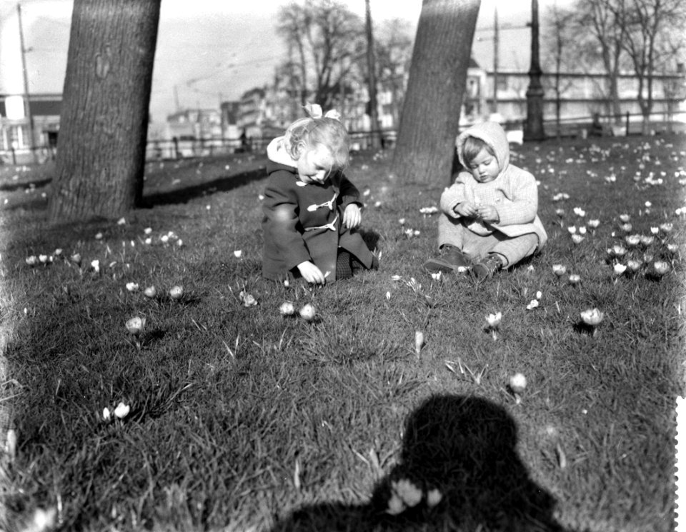 Bloeiende crocussen in het Weteringplantsoen, Bestanddeelnr 910-2024