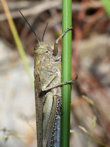 Hide subject arthropod