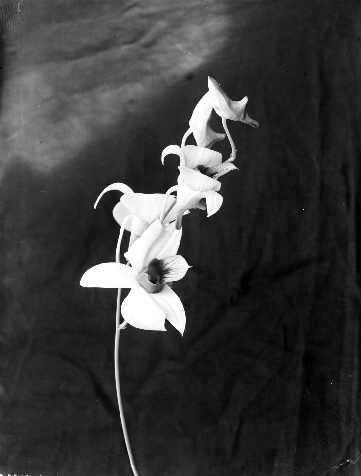 Bloemen, Bestanddeelnr 901-9773