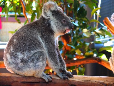 Zoo cute animal photo