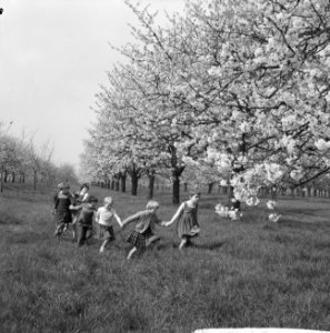 Bloeiende bloesems in de Betuwe, Bestanddeelnr 912-3351