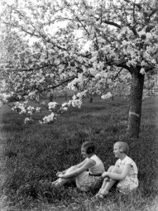 Bloeiende fruitboom in de Betuwe met van der Polls stiefdochters Hans en Renée, Bestanddeelnr 189-1393