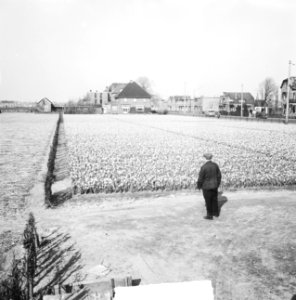 Bloembollen in Hillegom, Bestanddeelnr 934-7007