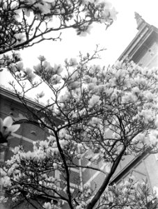 Bloeiende magnolia bij het Stedelijk Museum, Bestanddeelnr 189-1286