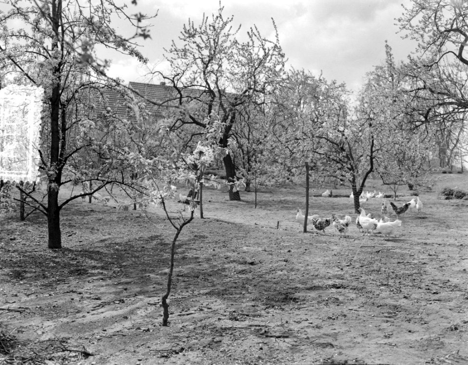 Bloeiende Betuwe, Bestanddeelnr 907-1134