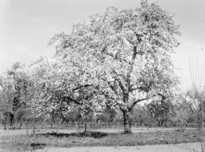 Bloeiende fruitboom in de Betuwe, Bestanddeelnr 189-1389