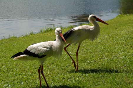 Garden rattle stork black and white stork