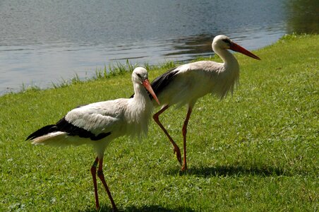 Garden rattle stork black and white stork photo