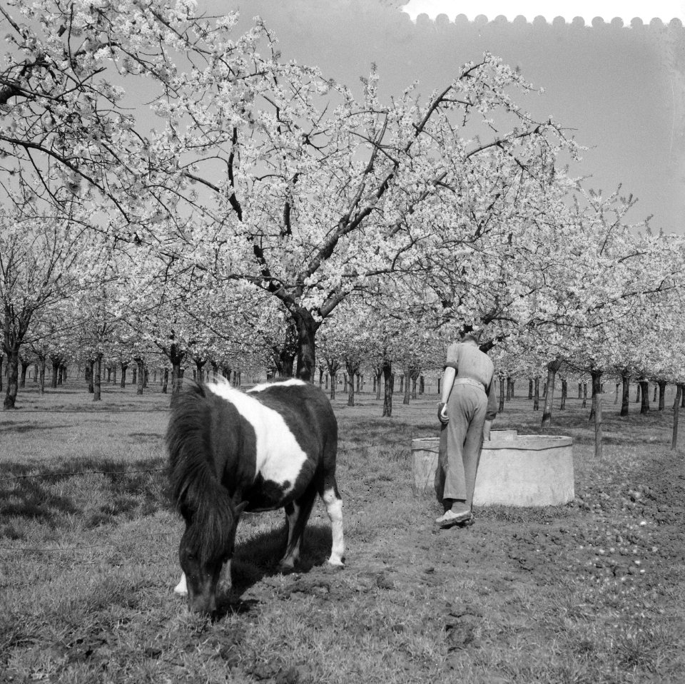 Bloeiende Betuwe, paard in een boomgaard, Bestanddeelnr 910-3072
