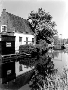 Bloeiende kastanje bij Loenersloot, Bestanddeelnr 189-0468
