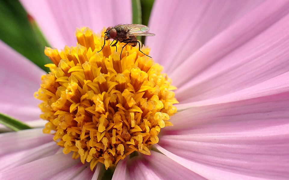 Close up pink pollen