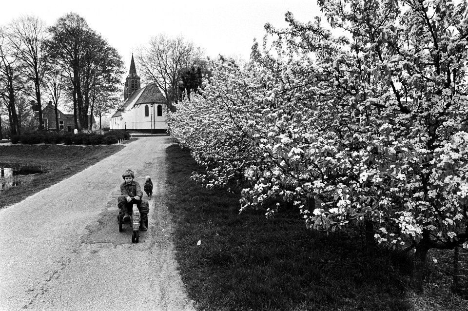 Bloeiende appelbomen in Betuwe, Bestanddeelnr 931-4362