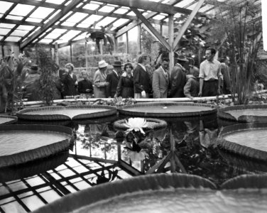 Bloeiende Victoria Regina in Hortus, Bestanddeelnr 912-7965