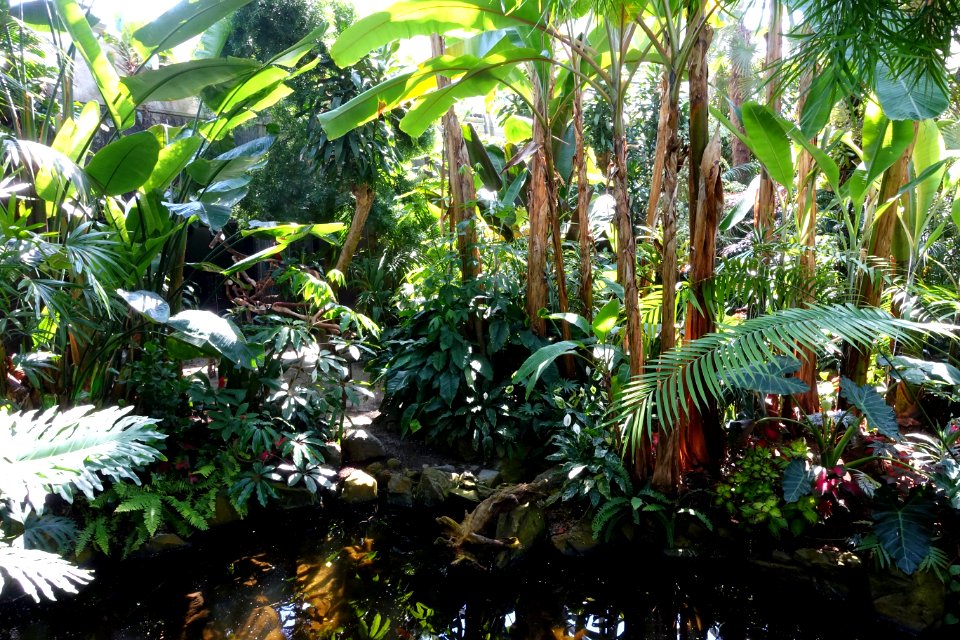 Bloedel Floral Conservatory, Queen Elizabeth Park - Vancouver, Canada - DSC07487