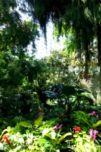 Bloedel Floral Conservatory, Queen Elizabeth Park - Vancouver, Canada - DSC07485