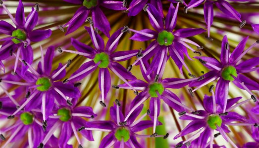 Plant close up nature photo