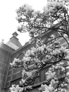 Bloeiende magnolia bij het Stedelijk Museum, Bestanddeelnr 189-1285
