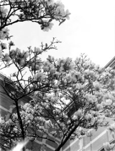 Bloeiende magnolia bij het Rijksmuseum, Bestanddeelnr 252-1533