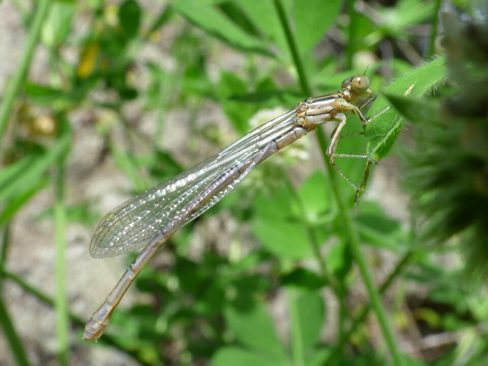 Dragonfly white damselfly platycnemis acutipennis