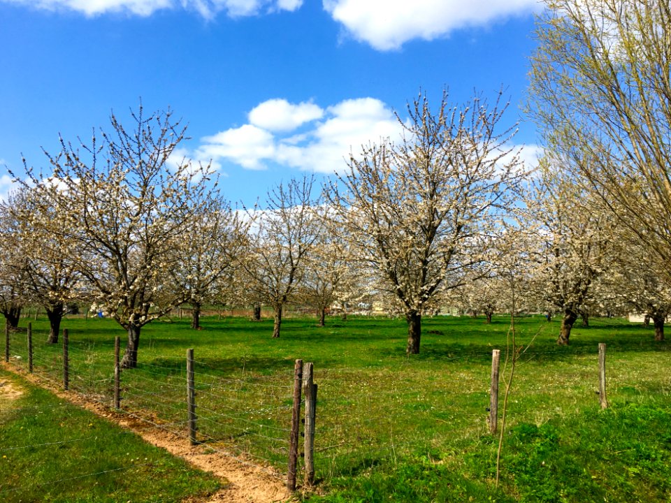 Bloeiende kersenboomgaard in Bemmel