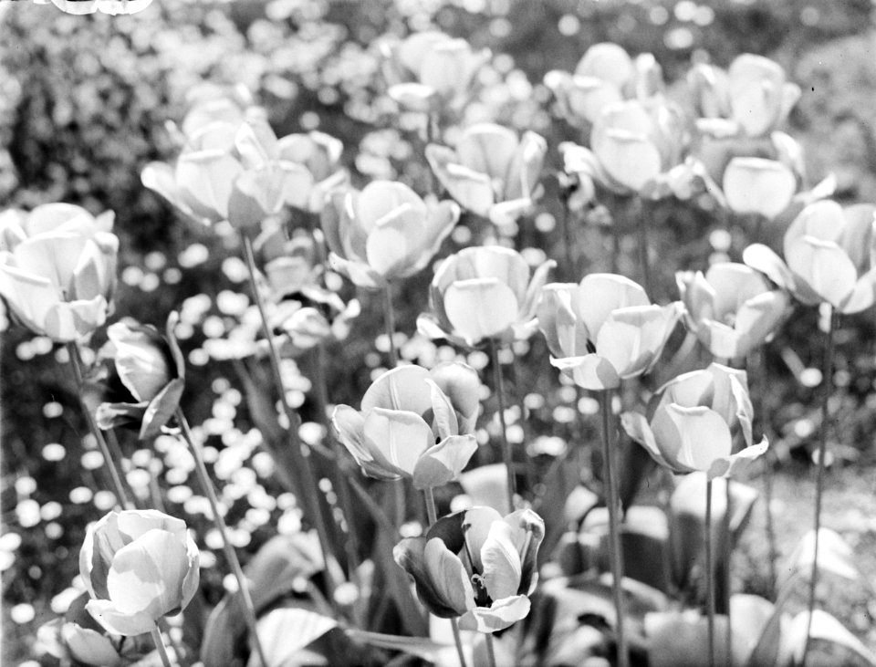 Bloeiende tulpen genaamd Bronze Queen, Bestanddeelnr 190-0766