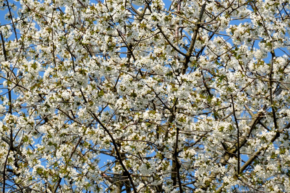 Bloeiende zoete kers in de Over-Betuwe