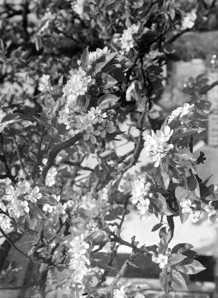 Bloeiende fruitboom in IJzendoorn in de Betuwe, Bestanddeelnr 190-0007