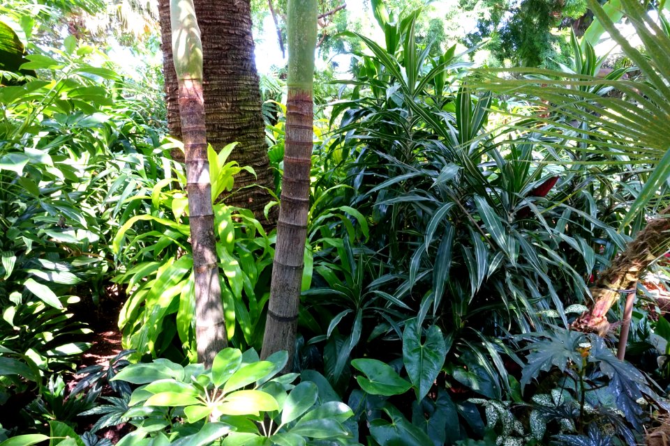 Bloedel Floral Conservatory, Queen Elizabeth Park - Vancouver, Canada - DSC07511