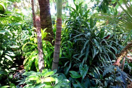 Bloedel Floral Conservatory, Queen Elizabeth Park - Vancouver, Canada - DSC07511